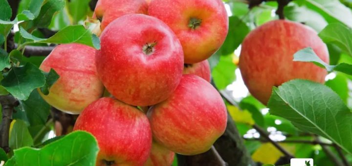 吃了20年苹果才知道，买苹果只需看看这，保证买的苹果又香又脆！
